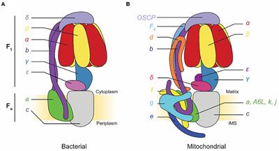 CryoEM Reveals the Complexity and Diversity of ATP Synthases